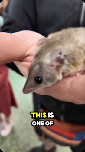 Video post from njexoticpets.