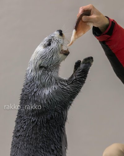 Photo post from rakko_racco.
