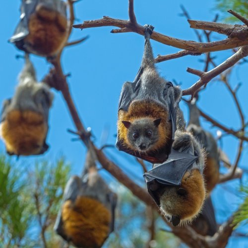 Photo post from wildlifehealthaustralia.