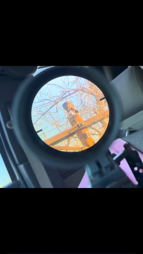 Video post from desertkingsfalconry.