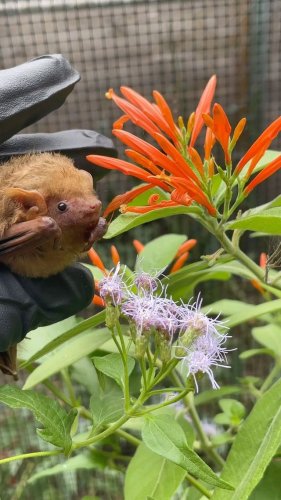 Video post from austinbatrefuge.
