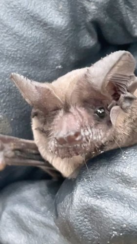 Video post from austinbatrefuge.