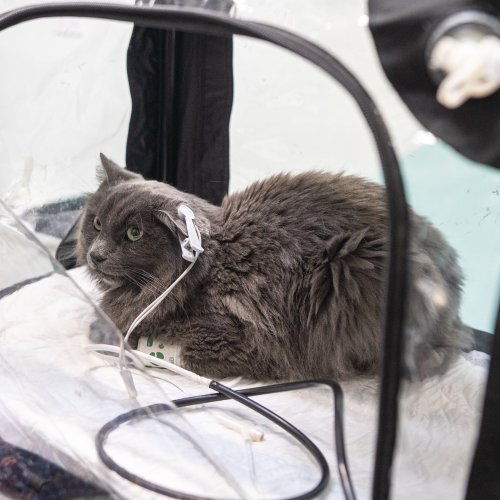 Photo post from medicalpettj.