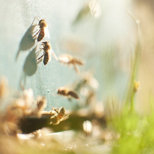 Photo post from comvita_au.