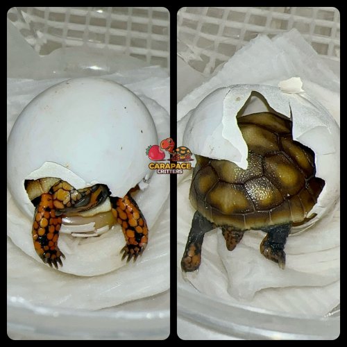 Photo post from carapacecritters.