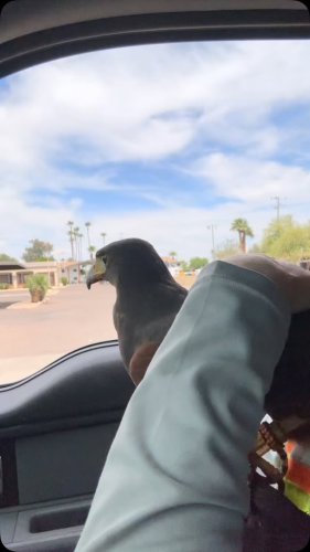 Video post from desertkingsfalconry.