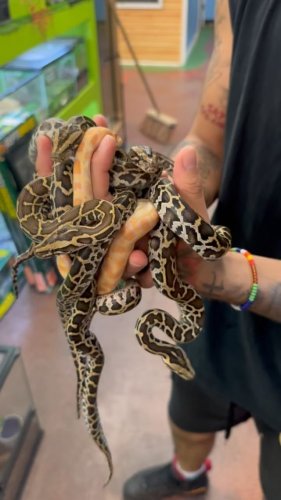 Video post from njexoticpets.