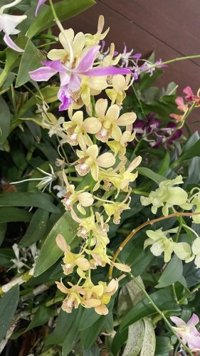 Video post from purkinje_crazyforplants.