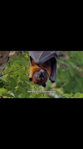 Video post from breezeofknowledge.