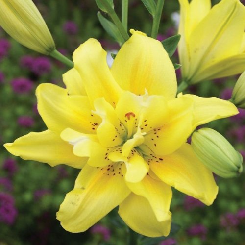 Photo post from backyardgardener.