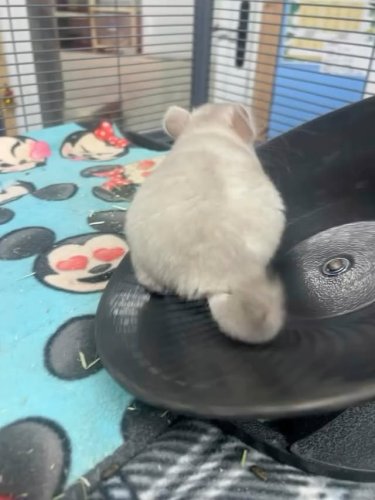 Video post from njexoticpets.