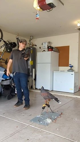 Video post from desertkingsfalconry.