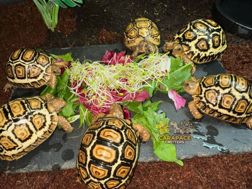 Photo post from carapacecritters.