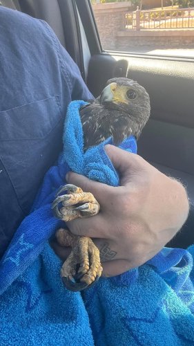 Video post from desertkingsfalconry.