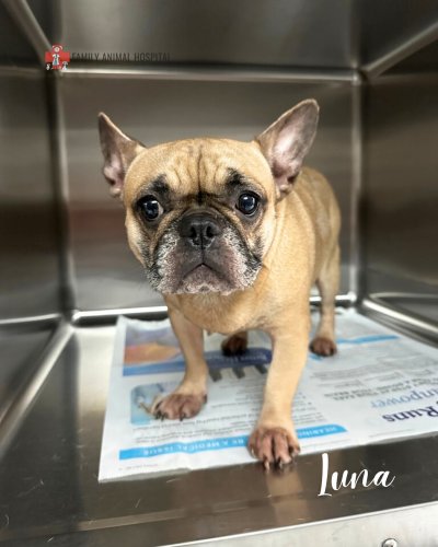 Photo post from familyanimalhospitalcm.