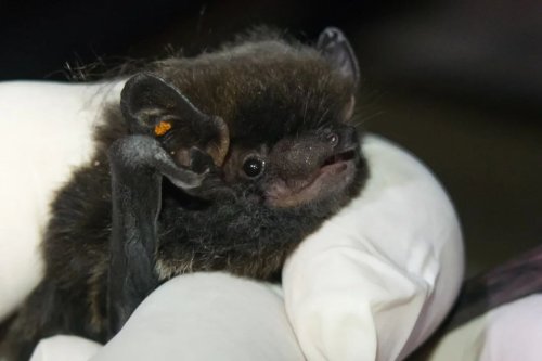 Photo post from abcommunitybatprogram.