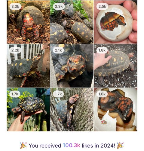 Photo post from carapacecritters.