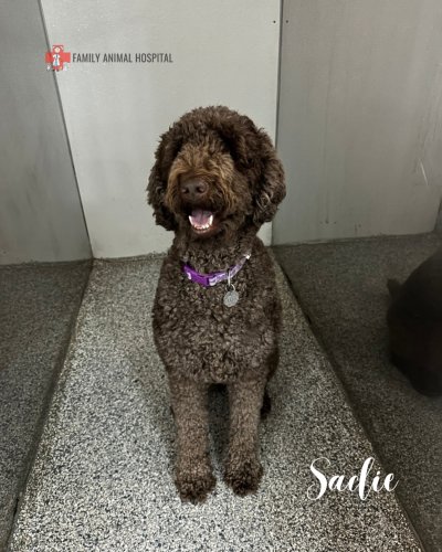 Photo post from familyanimalhospitalcm.