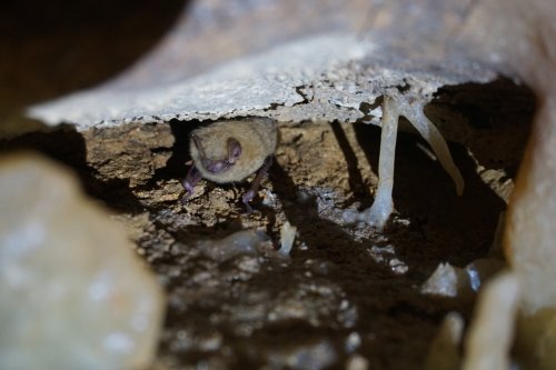 Photo post from innerspacecavern.