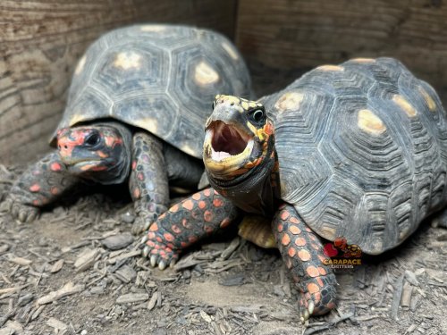 Photo post from carapacecritters.