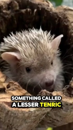 Video post from njexoticpets.
