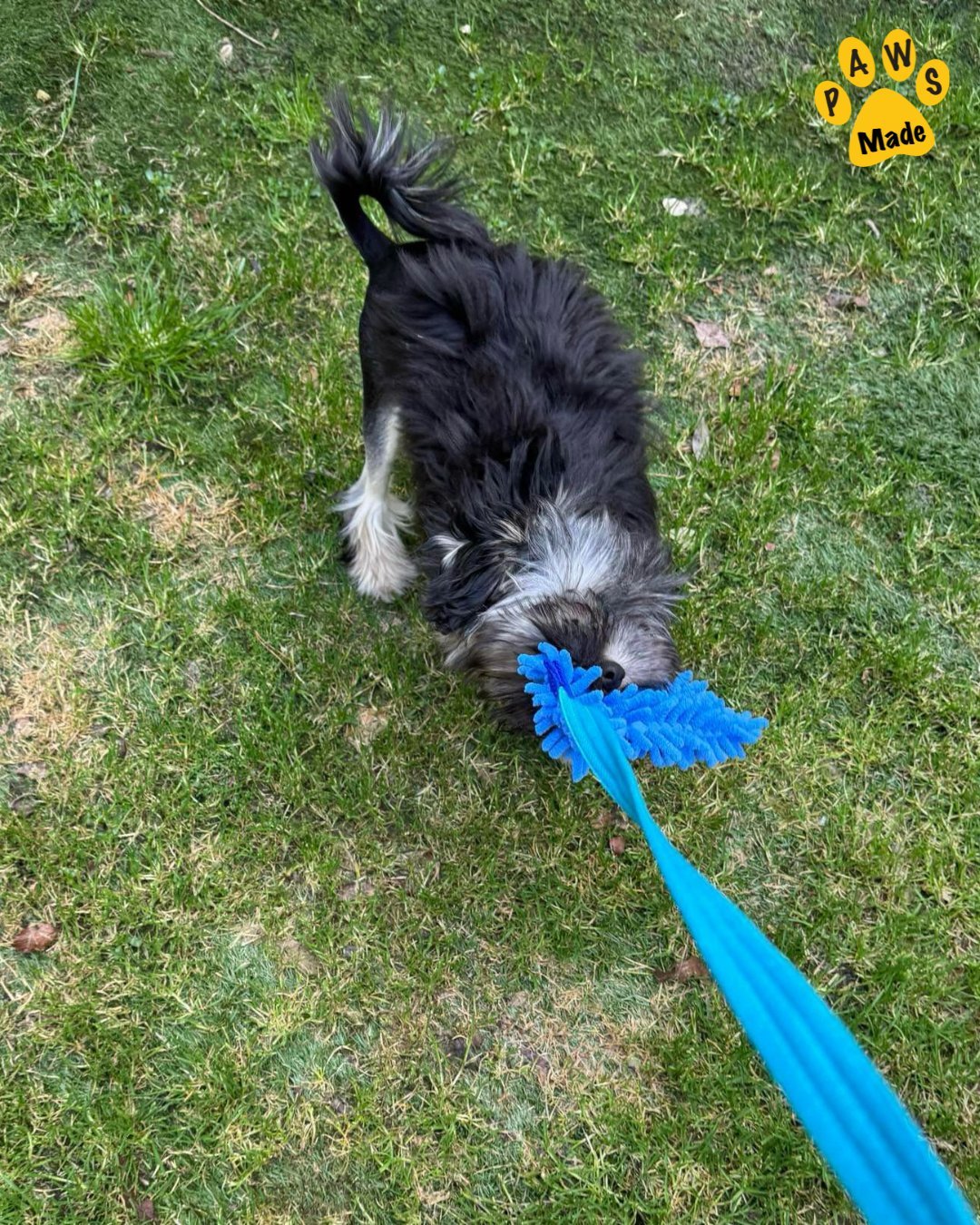 Photo post from pawstrading.