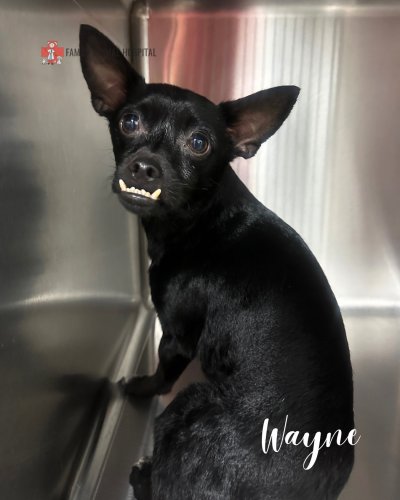 Photo post from familyanimalhospitalcm.