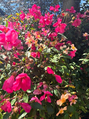 Photo post from gardenhousebrighton.