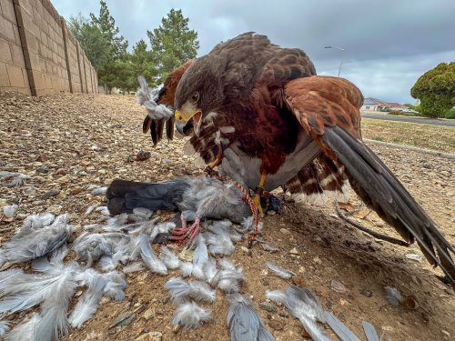 Photo post from desertkingsfalconry.