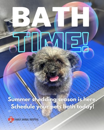 Photo post from familyanimalhospitalcm.