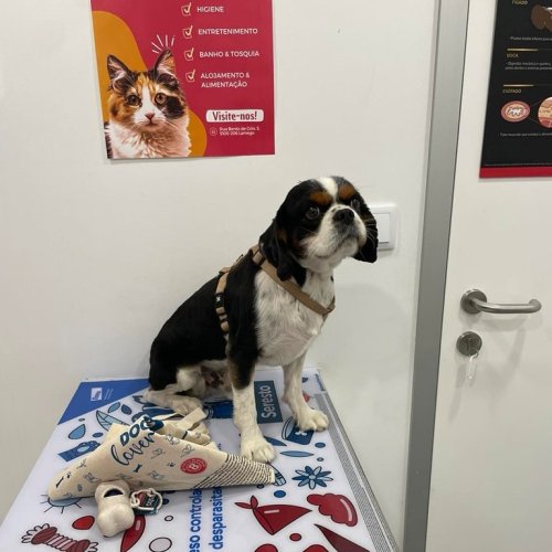 Carousel post from clinica_veterinaria_dourosul.