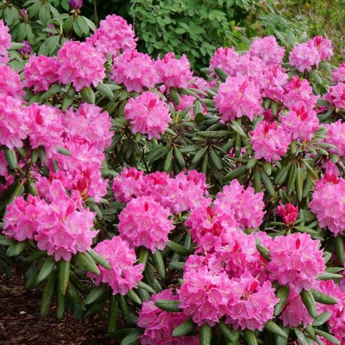 Photo post from backyardgardener.