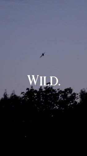 Video post from lasocieteg.