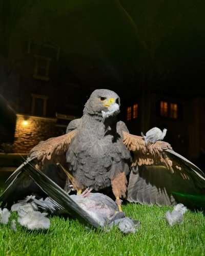 Photo post from desertkingsfalconry.