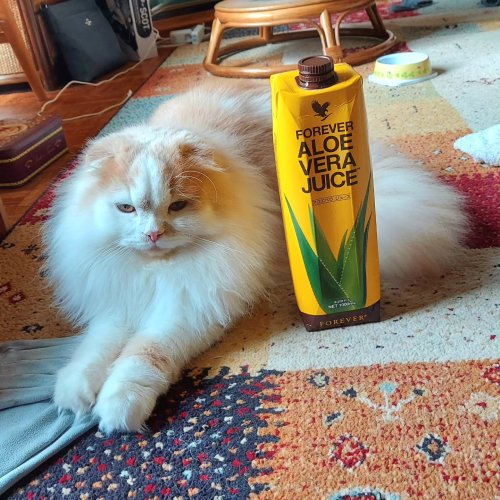 はじめての方へ、フォーエバー社について ｜ フォーエバーリビング