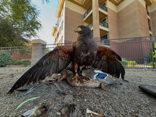 Photo post from desertkingsfalconry.