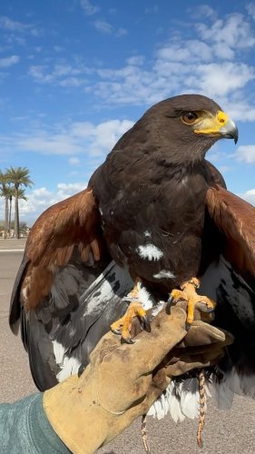 Video post from desertkingsfalconry.