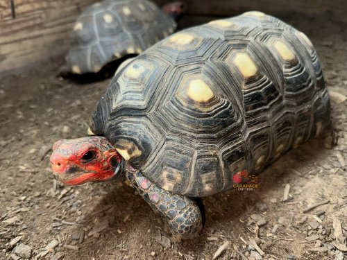 Photo post from carapacecritters.