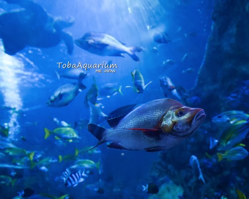 Photo post from toba_aquarium.official.