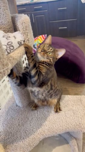 Video post from cats.cradle.winnipeg.