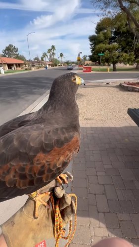 Video post from desertkingsfalconry.
