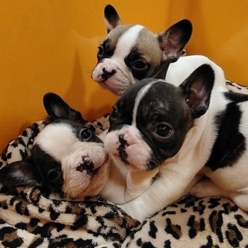 Carousel post from clinica_veterinaria_dourosul.