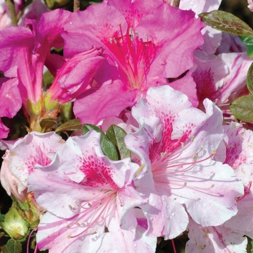 Photo post from backyardgardener.