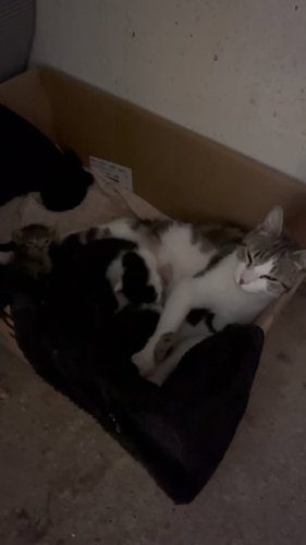 Video post from zampette.click.