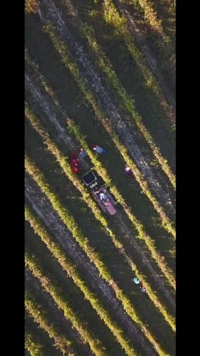 Video post from purethewinery.
