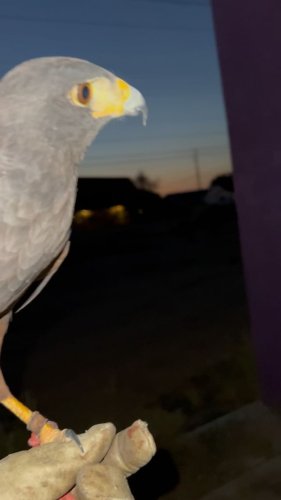 Video post from desertkingsfalconry.