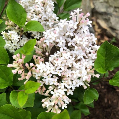 Photo post from backyardgardener.