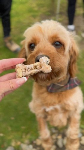 Video post from toast_flyford.