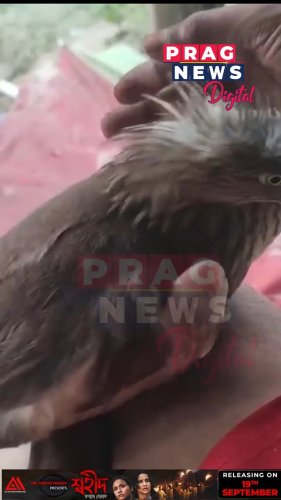 Video post from pragnewsofficial.