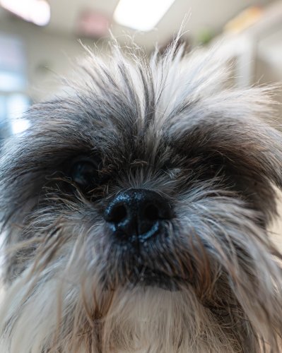 Photo post from medicalpettj.